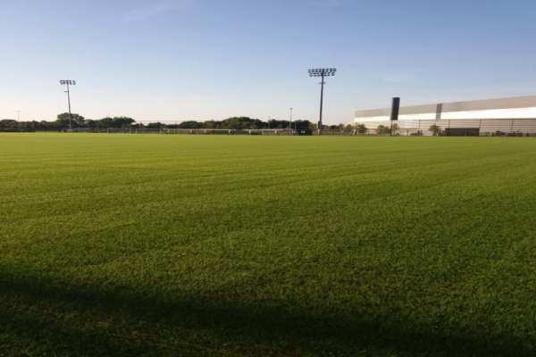 HERO Hybrid Grass 2 weeks after seeding at Manchester City FC - City Academy