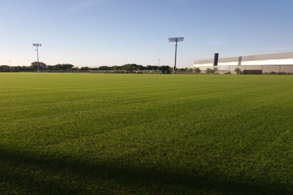 HERO Hybrid Grass 2 weeks after seeding at Manchester City FC - City Academy